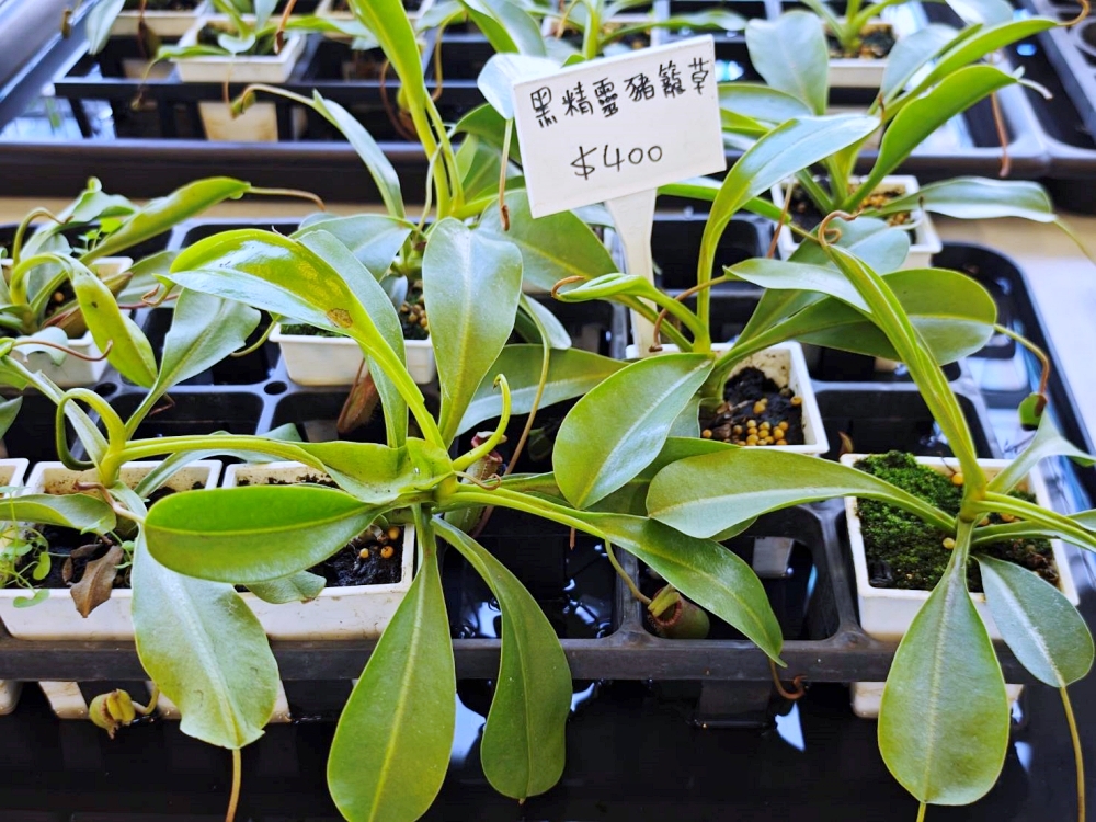 旋轉花市 | 兩層樓多肉、觀葉、空鳳超好逛,有免費停車、換盆服務,植物控必逛台中花市 旋轉花市 | 兩層樓多肉、觀葉、空鳳超好逛,有免費停車、換盆服務,植物控必逛台中花市