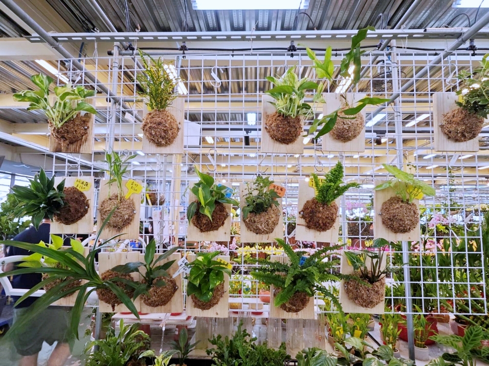 旋轉花市 | 兩層樓多肉、觀葉、空鳳超好逛,有免費停車、換盆服務,植物控必逛台中花市 旋轉花市 | 兩層樓多肉、觀葉、空鳳超好逛,有免費停車、換盆服務,植物控必逛台中花市