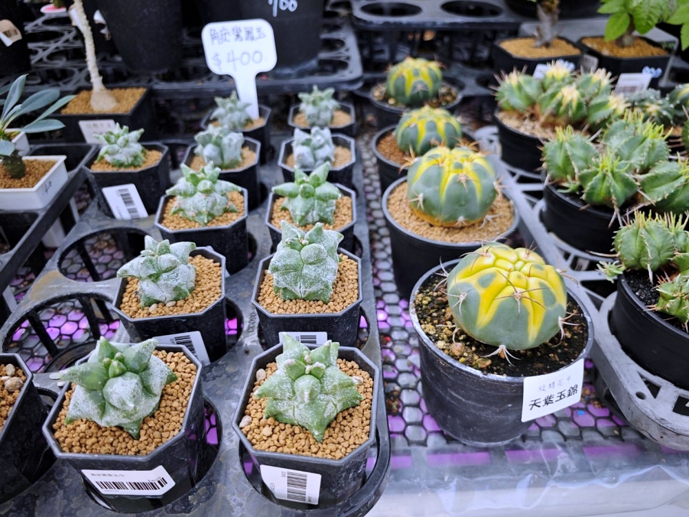 旋轉花市 | 兩層樓多肉、觀葉、空鳳超好逛,有免費停車、換盆服務,植物控必逛台中花市 旋轉花市 | 兩層樓多肉、觀葉、空鳳超好逛,有免費停車、換盆服務,植物控必逛台中花市