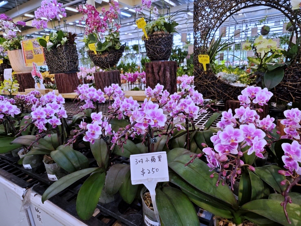 旋轉花市 | 兩層樓多肉、觀葉、空鳳超好逛,有免費停車、換盆服務,植物控必逛台中花市 旋轉花市 | 兩層樓多肉、觀葉、空鳳超好逛,有免費停車、換盆服務,植物控必逛台中花市