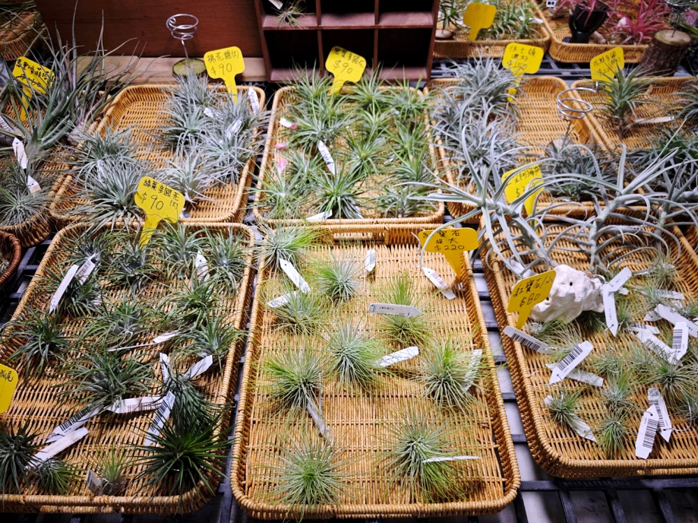 旋轉花市 | 兩層樓多肉、觀葉、空鳳超好逛,有免費停車、換盆服務,植物控必逛台中花市 旋轉花市 | 兩層樓多肉、觀葉、空鳳超好逛,有免費停車、換盆服務,植物控必逛台中花市