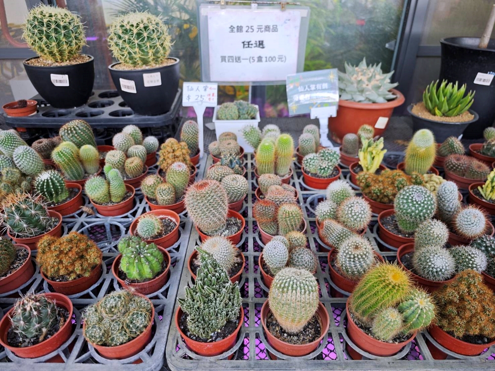 旋轉花市 | 兩層樓多肉、觀葉、空鳳超好逛,有免費停車、換盆服務,植物控必逛台中花市 旋轉花市 | 兩層樓多肉、觀葉、空鳳超好逛,有免費停車、換盆服務,植物控必逛台中花市