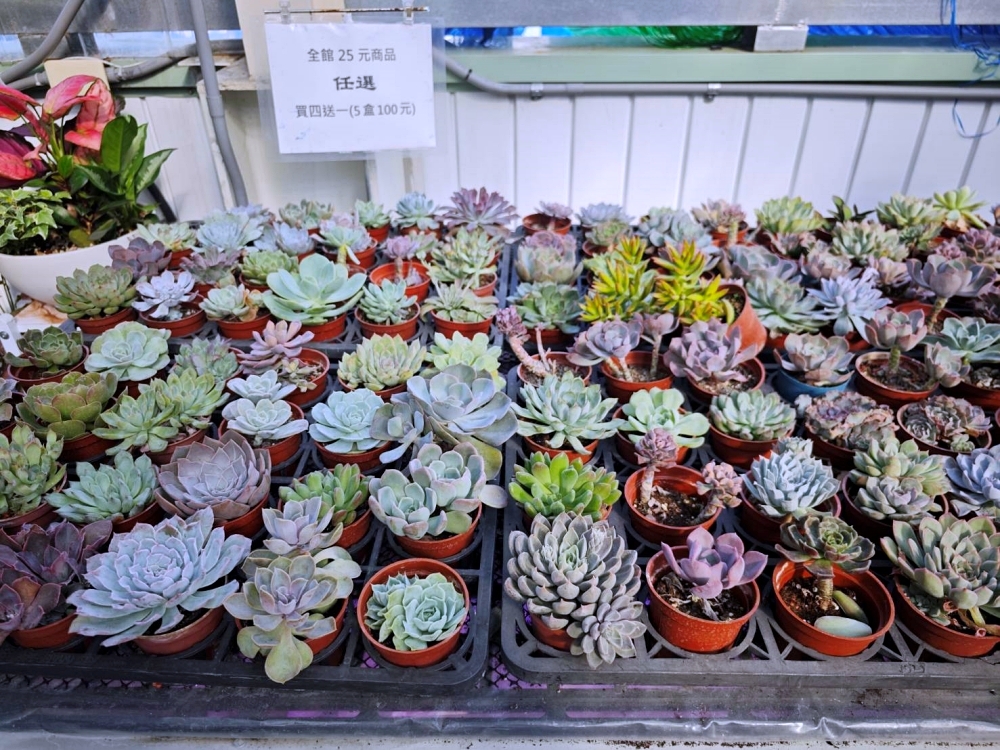 旋轉花市 | 兩層樓多肉、觀葉、空鳳超好逛,有免費停車、換盆服務,植物控必逛台中花市 旋轉花市 | 兩層樓多肉、觀葉、空鳳超好逛,有免費停車、換盆服務,植物控必逛台中花市