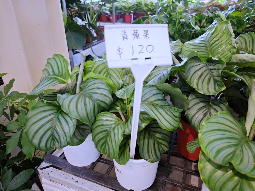 旋轉花市 | 兩層樓多肉、觀葉、空鳳超好逛,有免費停車、換盆服務,植物控必逛台中花市 旋轉花市 | 兩層樓多肉、觀葉、空鳳超好逛,有免費停車、換盆服務,植物控必逛台中花市