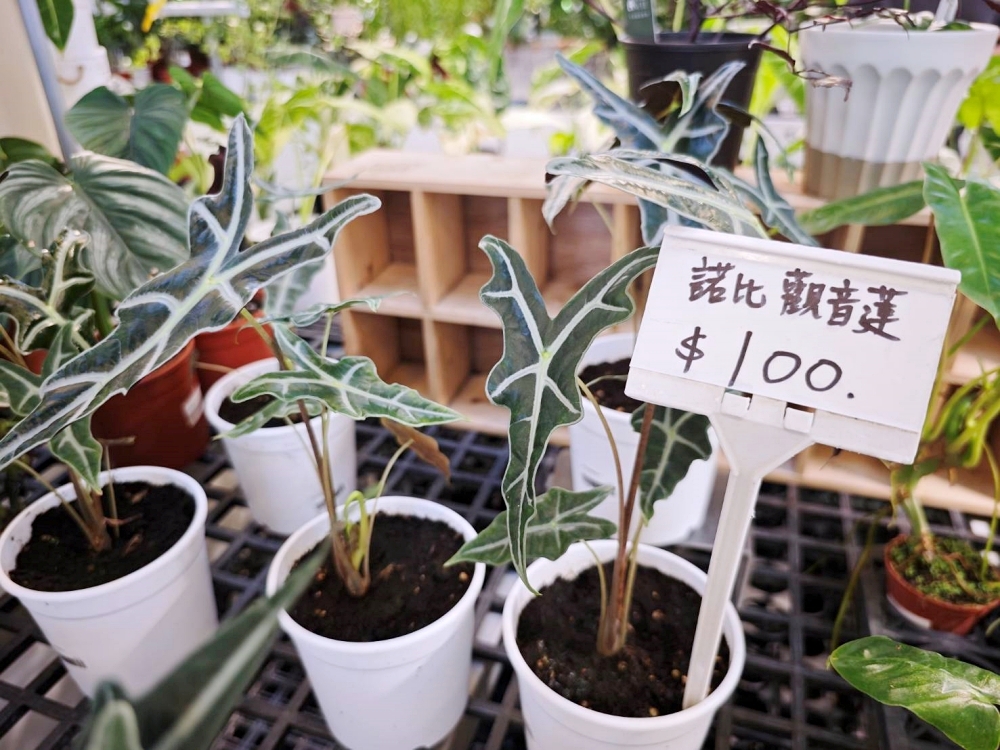 旋轉花市 | 兩層樓多肉、觀葉、空鳳超好逛,有免費停車、換盆服務,植物控必逛台中花市 旋轉花市 | 兩層樓多肉、觀葉、空鳳超好逛,有免費停車、換盆服務,植物控必逛台中花市