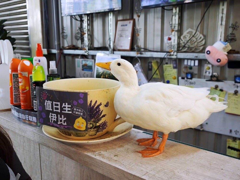 旋轉花市 | 兩層樓多肉、觀葉、空鳳超好逛,有免費停車、換盆服務,植物控必逛台中花市 旋轉花市 | 兩層樓多肉、觀葉、空鳳超好逛,有免費停車、換盆服務,植物控必逛台中花市