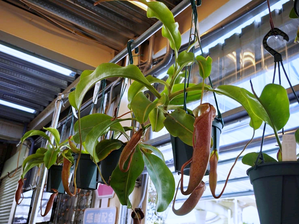 旋轉花市 | 兩層樓多肉、觀葉、空鳳超好逛,有免費停車、換盆服務,植物控必逛台中花市 旋轉花市 | 兩層樓多肉、觀葉、空鳳超好逛,有免費停車、換盆服務,植物控必逛台中花市