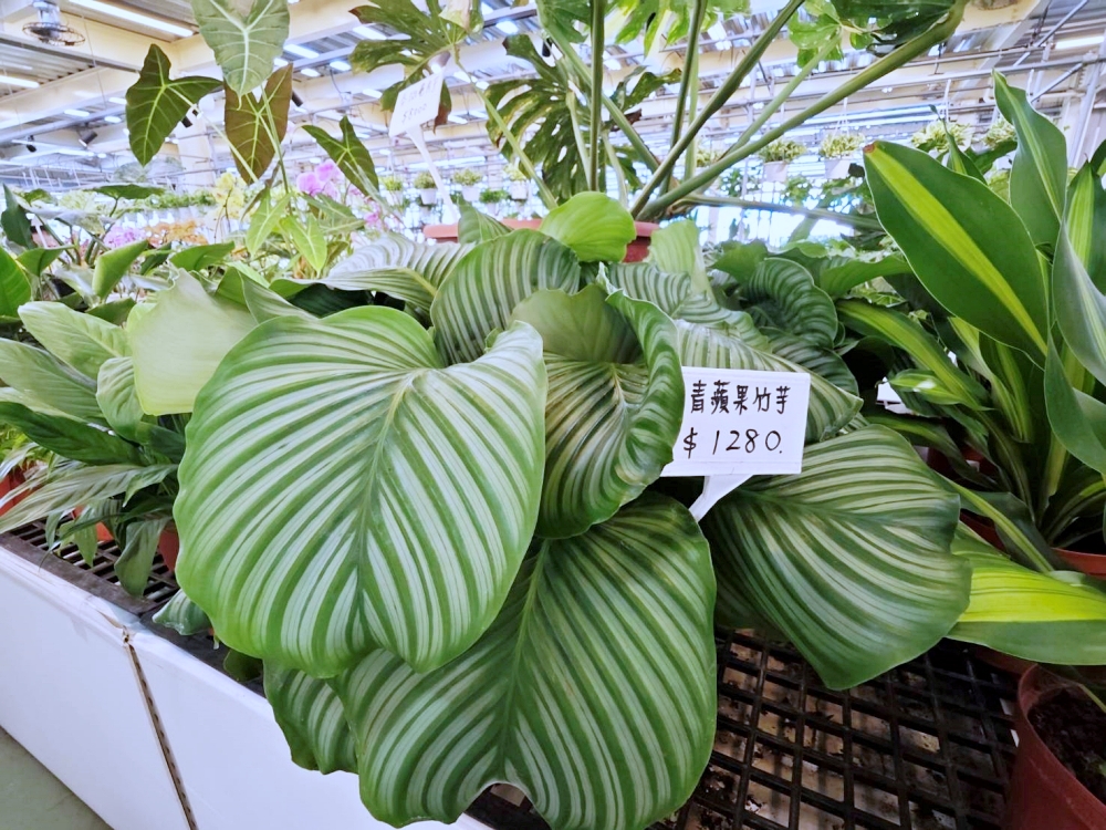 旋轉花市 | 兩層樓多肉、觀葉、空鳳超好逛,有免費停車、換盆服務,植物控必逛台中花市 旋轉花市 | 兩層樓多肉、觀葉、空鳳超好逛,有免費停車、換盆服務,植物控必逛台中花市