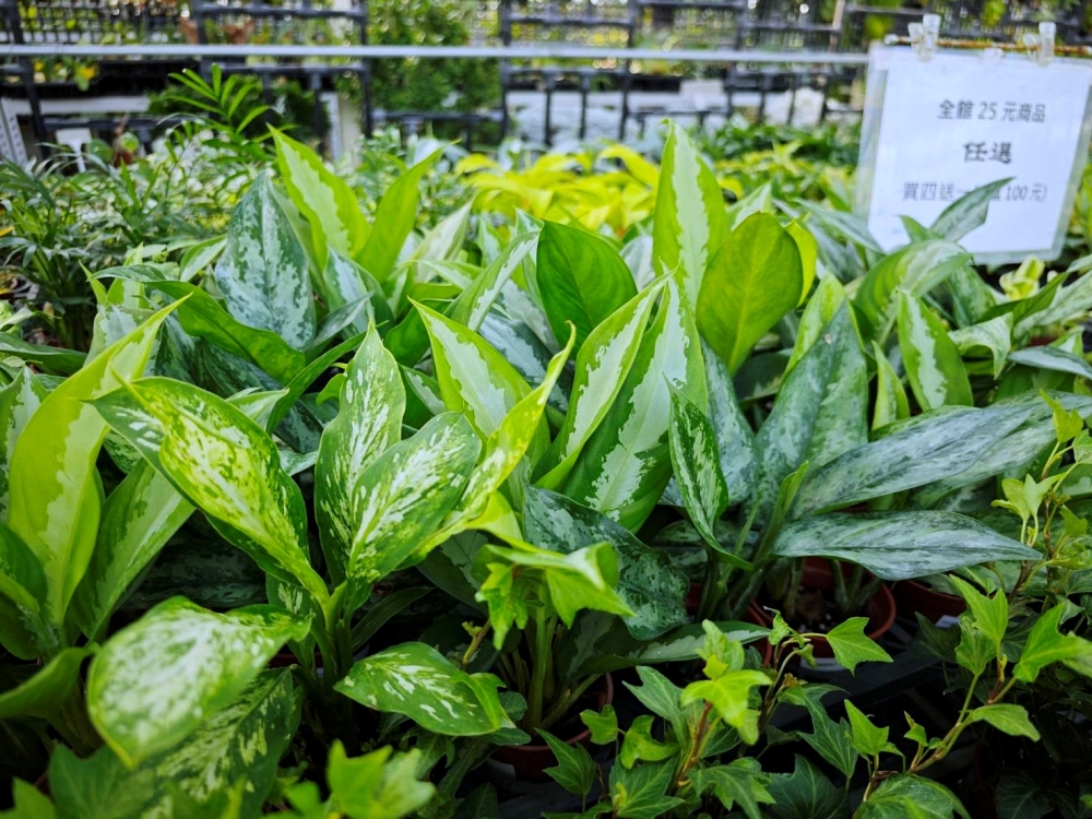 旋轉花市 | 兩層樓多肉、觀葉、空鳳超好逛,有免費停車、換盆服務,植物控必逛台中花市 旋轉花市 | 兩層樓多肉、觀葉、空鳳超好逛,有免費停車、換盆服務,植物控必逛台中花市