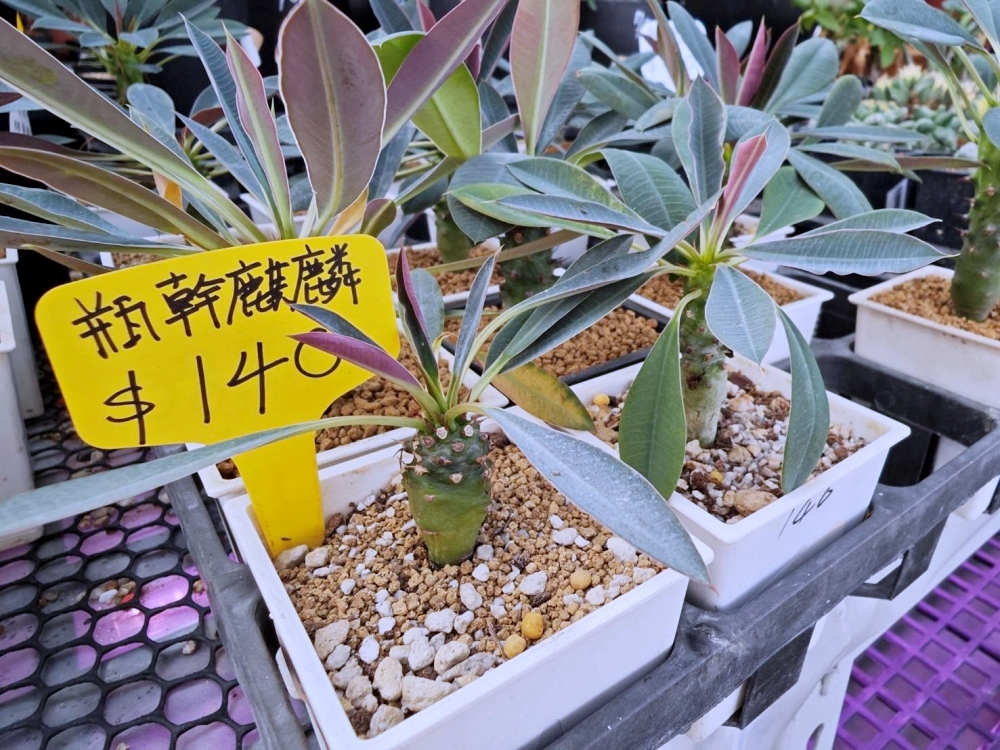 旋轉花市 | 兩層樓多肉、觀葉、空鳳超好逛,有免費停車、換盆服務,植物控必逛台中花市 旋轉花市 | 兩層樓多肉、觀葉、空鳳超好逛,有免費停車、換盆服務,植物控必逛台中花市