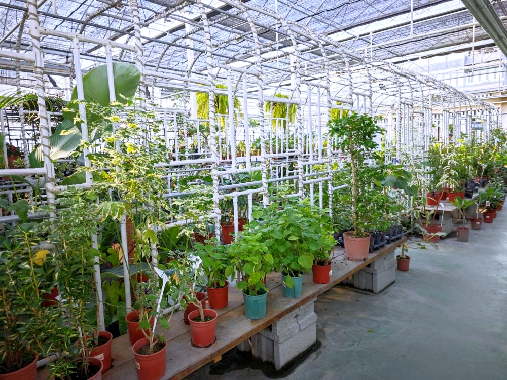 旋轉花市 | 兩層樓多肉、觀葉、空鳳超好逛,有免費停車、換盆服務,植物控必逛台中花市 旋轉花市 | 兩層樓多肉、觀葉、空鳳超好逛,有免費停車、換盆服務,植物控必逛台中花市
