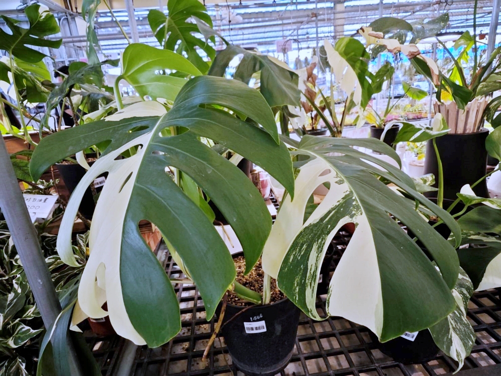 旋轉花市 | 兩層樓多肉、觀葉、空鳳超好逛,有免費停車、換盆服務,植物控必逛台中花市 旋轉花市 | 兩層樓多肉、觀葉、空鳳超好逛,有免費停車、換盆服務,植物控必逛台中花市