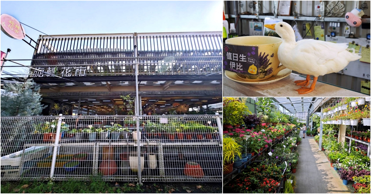 旋轉花市 | 兩層樓多肉、觀葉、空鳳超好逛,有免費停車、換盆服務,植物控必逛台中花市 旋轉花市 | 兩層樓多肉、觀葉、空鳳超好逛,有免費停車、換盆服務,植物控必逛台中花市