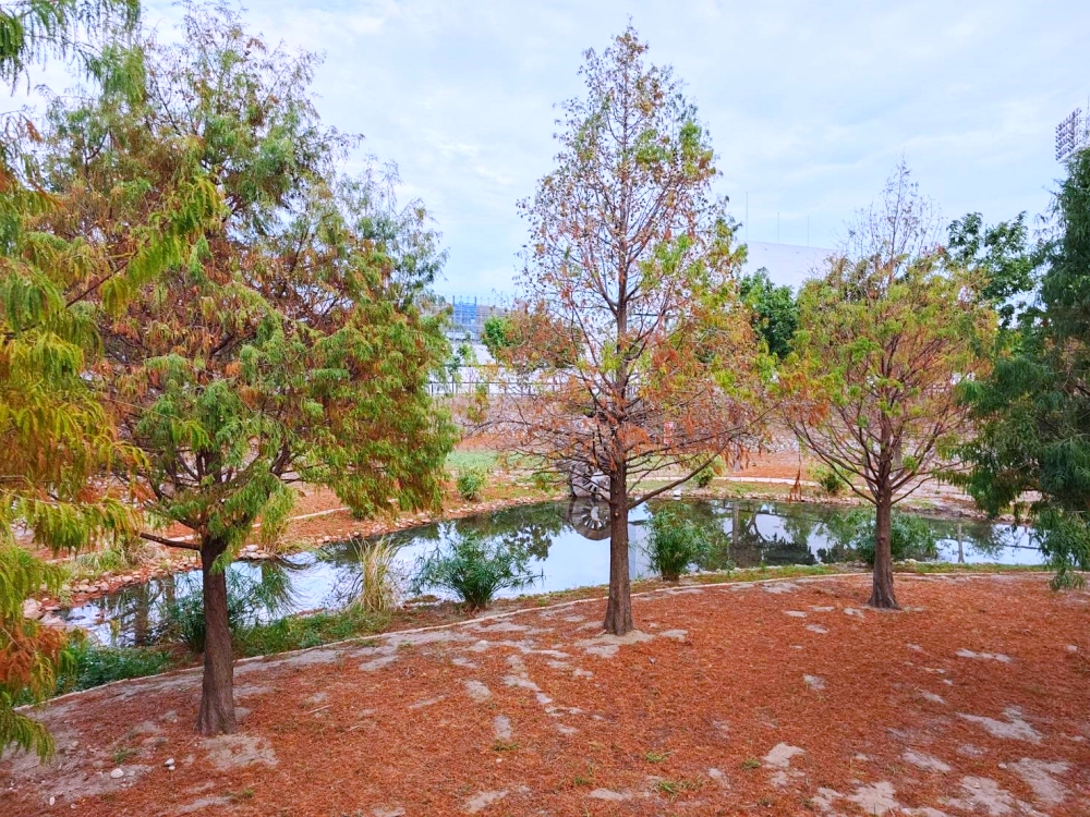 高鐵新市鎮生態公園 | 台中散步新亮點,台中國際足球園區就在旁邊 高鐵新市鎮生態公園 | 台中散步新亮點,台中國際足球園區就在旁邊
