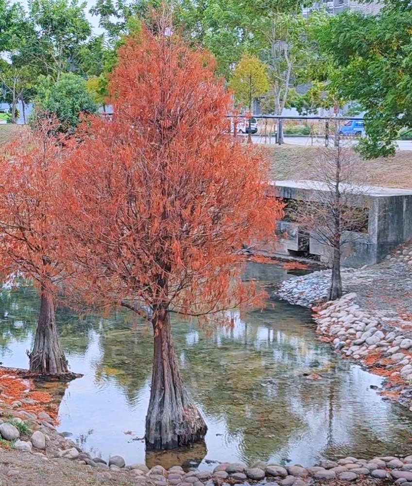 高鐵新市鎮生態公園 | 台中散步新亮點,台中國際足球園區就在旁邊 高鐵新市鎮生態公園 | 台中散步新亮點,台中國際足球園區就在旁邊