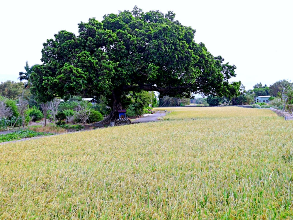 廣式養生功夫椰子雞 | 100%純椰汁湯頭好清甜,台中熱年菜10道餐桌大爆滿 廣式養生功夫椰子雞 | 100%純椰汁湯頭好清甜,台中熱年菜10道餐桌大爆滿