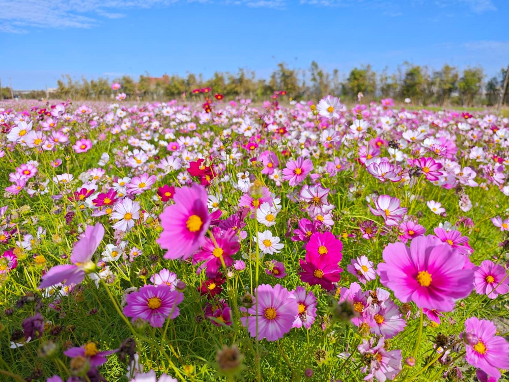 清水區農會休閒觀光園區 完整攻略 | 老穀倉蛻變成台中海線免費新景點，相當接地氣好拍又好買