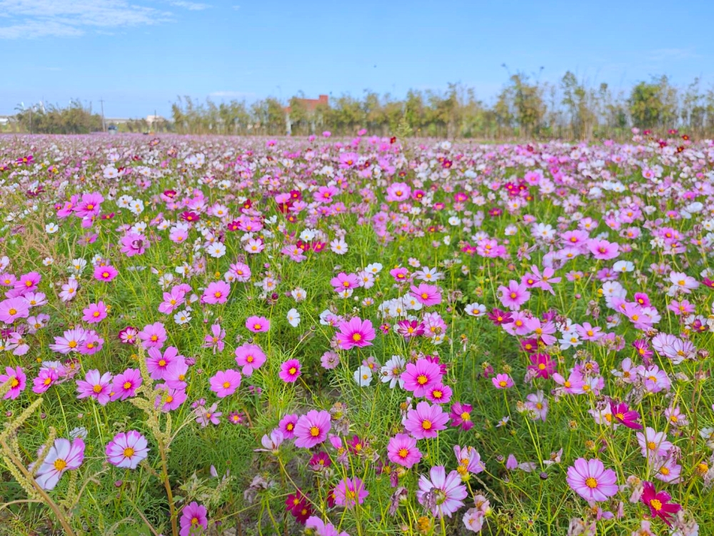 清水區農會休閒觀光園區 完整攻略 | 老穀倉蛻變成台中海線免費新景點，相當接地氣好拍又好買