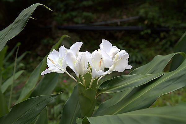 IMG_5489野薑花.jpg