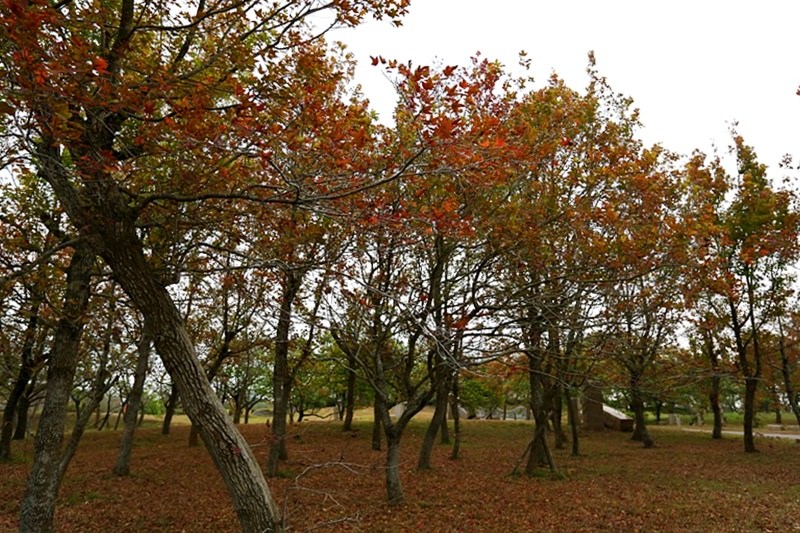 台中 | 都會公園 賞楓葉正是時候 散步騎腳踏車野餐遛小孩放風箏的好所在 免門票好停車