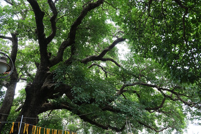 荒野。志工 | 如同阿凡達生命樹的梅川千年老茄苳