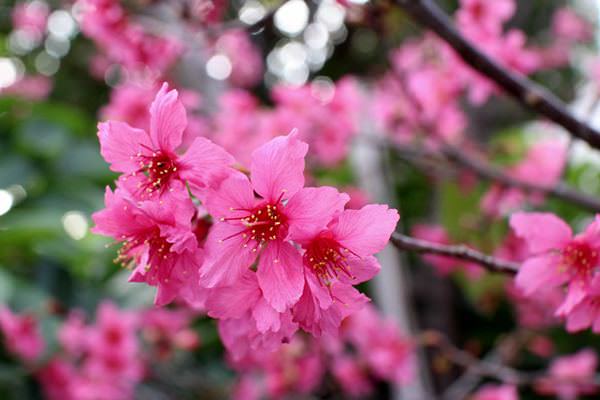 櫻花。園道 | 賞櫻不用人擠人 台中櫻花園道【上】