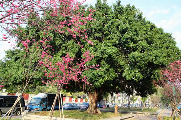 櫻花。園道 | 賞櫻賞樹一兼二顧 台中櫻花園道【下】