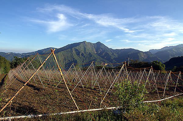 阿里山。度假 | 達娜伊谷的鯝魚回來了